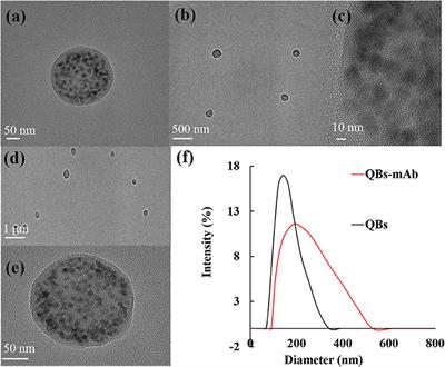 Sensitive Immunochromatographic Assay Using Highly Luminescent Quantum Dot Nanobeads as Tracer for the Detection of Cyproheptadine Hydrochloride in Animal-Derived Food